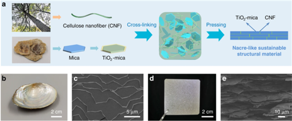 根治白色污染 中國科學家研制出可替代塑料的新材料