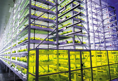 南國學堂 萌新聞丨神奇的 植物工廠 里如何種菜