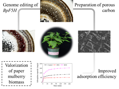 青島能源所利用構(gòu)樹(shù)基因編輯技術(shù)創(chuàng)制高性能生物基材料